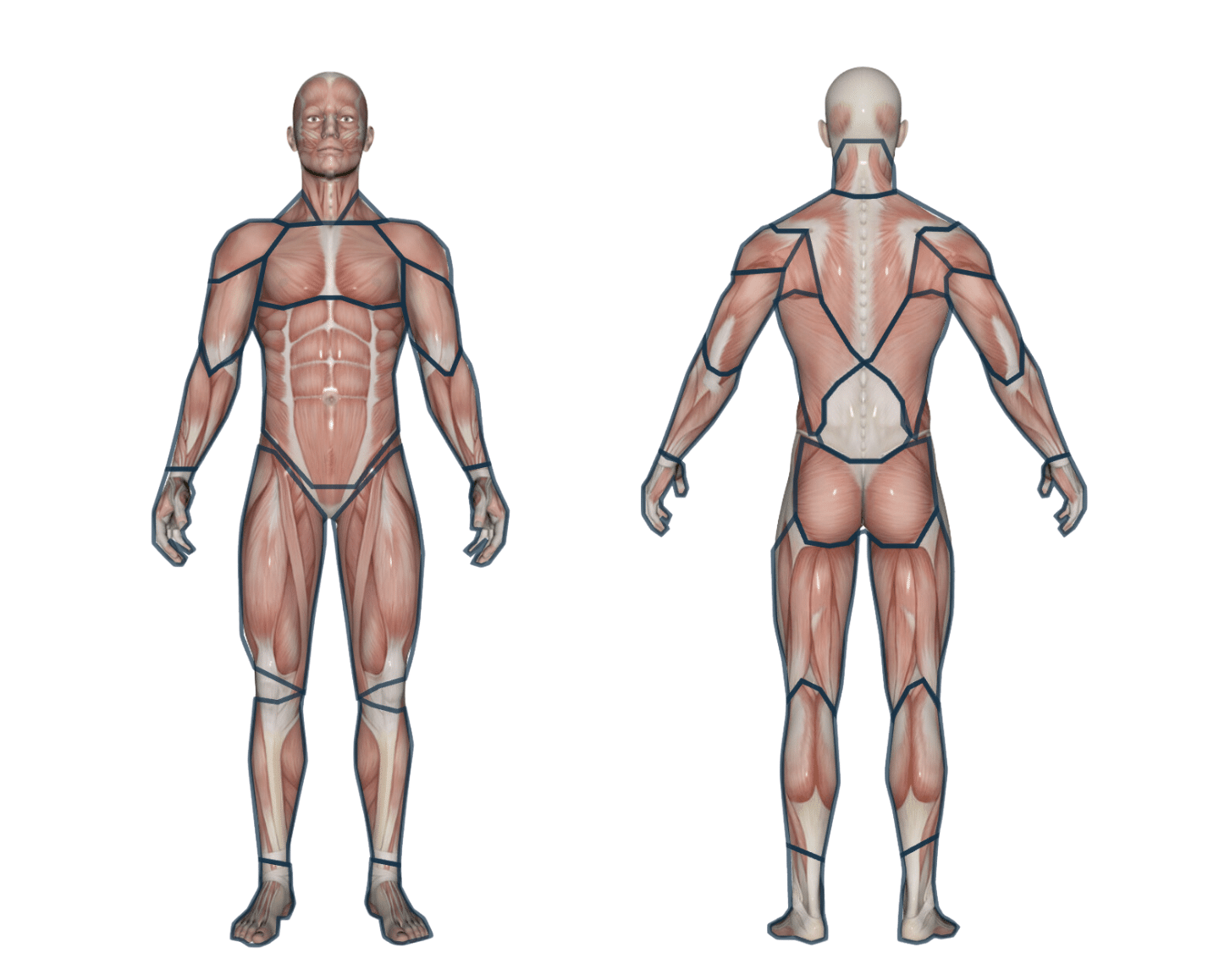 TOP 12 des exercices abdos sans se faire mal au dos